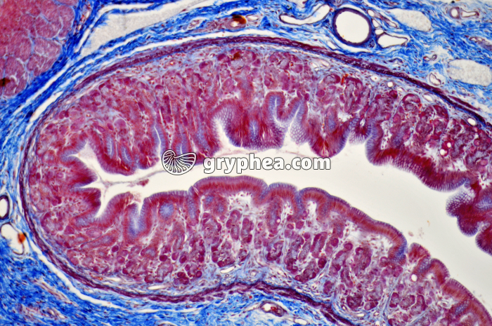 Estomac pylorique x40 - gryphea.org